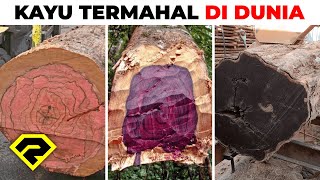 KAYU TERMAHAL DI DUNIA!! DARI INDONESIA!! HARGANYA SETARA PAJERO?! 😱 PALING DICARI!!