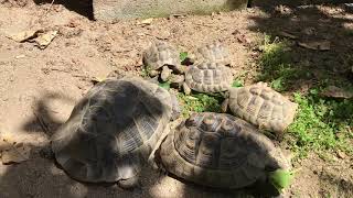 リクガメ家族の食事風景　庭のクローバー、タンポポ、桑の葉を常食としています