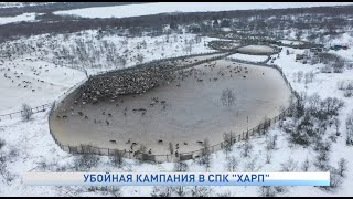 УБОЙНАЯ КАМПАНИЯ В СПК \