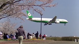 ✈桜吹雪舞うさくらの山公園と飛来機 ANA/Korean Air/Etihad/Eva Air landing @Narita Airport rwy16R(成田空港)