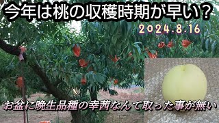 晩生品種の幸茜を収穫開始、今年は桃の収穫時期が早い気がします