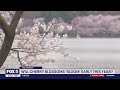 DC’s cherry blossom indicator tree starting to show buds | FOX 5 DC