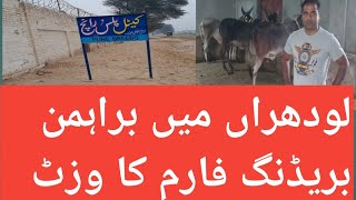 براہمن نسل کشی/Brahman breeding farm/best ranch in pakistan/kankrej breed/cattle plus ranch/lodhran