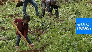 L'Éthiopie plante 350 millions d'arbres pour lutter contre le réchauffement climatique