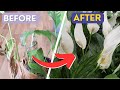 How to Save Peace Lily Plant | UPDATE