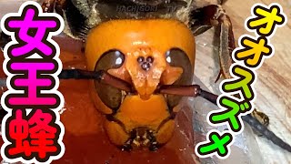 オオスズメバチの女王バチ🐝を飼う🍯Hachigori🐝🦍TV