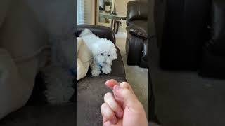 Other Dogs vs My Dog: The Finger Test 🐶 @TheJessiiShow #TheManniiShow.com/series