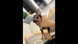 Angry puppies are loved. #dog #funnydog #dogvideos #foryou #dogsoftiktok #dogs #cutedog #doglover