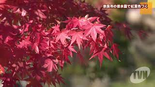 依水園の紅葉が見ごろ