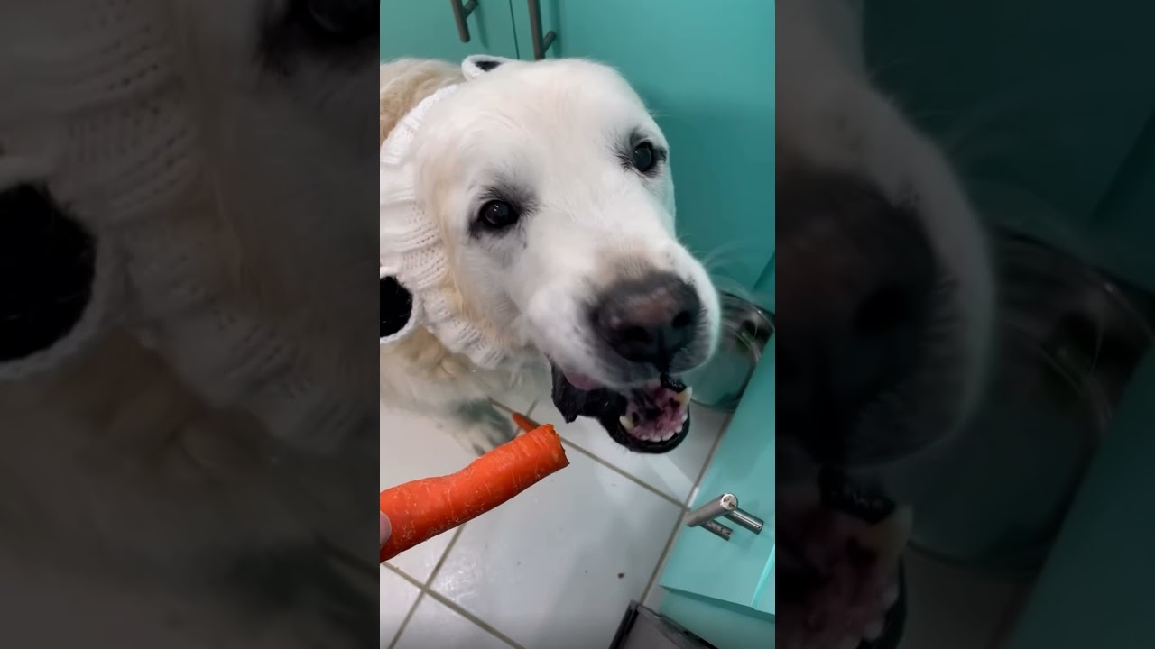 Daily Snaps 11 30 21 Youtube