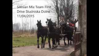 first drive silesian horses studniska dolne 2015