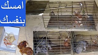 لو عندك مصيده فيران قديمه اوعى ترميها اخليك تمسك بها الفار في ثواني \\ bottle rat/mouse trap