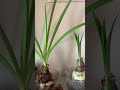 #Shorts| My Amaryllis Plants Keeps Growing