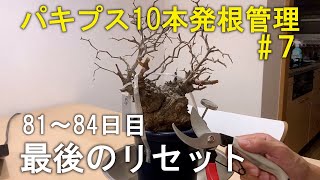 【81～84日目】パキプス10本を素人が発根管理したら！？⑦｜塊根植物