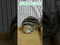 しまりす「ポン吉」お行儀よく。【ペット】【シマリス】【chipmunk】【squirrel】【kawaii】【cute】