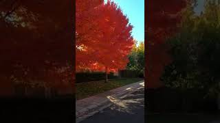 Autumn in Small Town Sacramento # short