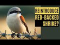 Should we re-introduce Red-backed Shrikes to England?