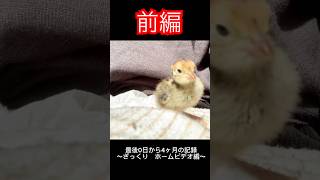 赤ちゃんうずらの成長 前編〜ざっくりホームビデオ編〜#shorts #short #うずら #animals #ペット #癒し