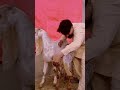 bakra ka hair cutt unfrezzmyaccount youtubeshorts shorts shortvideo