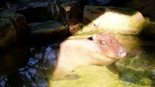 【カピバラの湯】カピバラは潜るときに耳をふさげます