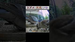 【スズメ】 スズメと尻尾とハト #shorts