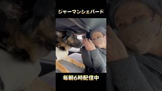 【ジャーマンシェパードの日常】毎朝6時配信中🐶🩷 #germanshepherd #犬のいる暮らし #gsd #癒し #shorts