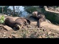 ベトナムの動物園に行ってきた【サイゴン動植物園】