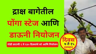 Ponga stage, downy planning in vineyard, grape garden | द्राक्ष बागेतील पोंगा स्टेज आणि डाऊनी नियोजन