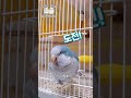 우리는 뭐든 잘할수있다 도전~~ 용기를 주는 한마디 넌 잘할수있어 순도리 부츄 quakerparrot 말하는앵무새 도전할수있다