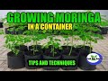 GROWING MORINGA IN A CONTAINER - Tips and Techniques to Success