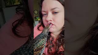 Adorable Starling Bird Gives Kisses to Owner!  #Shorts #Birds