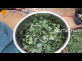 how to make elumbotti leaves juice in tamil எலும்பு ஒட்டி ஜூஸ் by paattan s kitchen