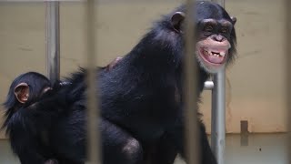 つむぎ大好きゆづる君（Yuzuru who loves Tsumugi）　釧路市動物園　チンパンジー　202110