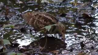 Eurasian Woodcock