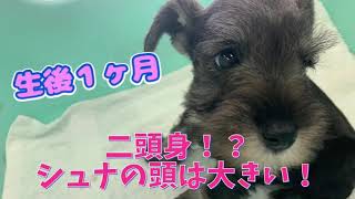 【犬 日常 vlog】生後１ヶ月 ミニチュアシュナウザーの赤ちゃんろいくん