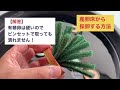 メダカ繁殖に成功した方法！