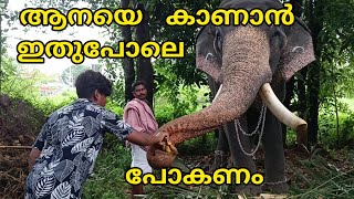 ആനയെ കാണാൻ പോകുമ്പോൾ ഇതുപോലെ വപോകണം / chirakkal padmanabhan / keralaelephants video