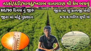 80-90 દિવસ ના જીરા માં ખરાબ વાતાવરણ/તડકો/ઠંડી/માવઠું/ શું કાળજી લેવી ! ખરાબ હવામાન થી કેમ બચાવવું !