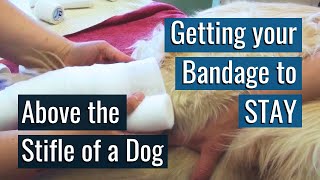 The Secret to having a Bandage STAY ABOVE the stifle of a dog