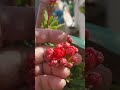 #beautiful kalanchoe flowers#terracegarden#shortvideo#