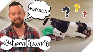 Null Reaktion? So lernt der Hund seinen Namen | Der Welpentrainer | sixx