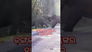 ଜଙ୍ଗଲ ରେ ଭୟଙ୍କର ହାତୀ ଲଢେ଼ଇ #elephant #elephantfight #jungle #elephants