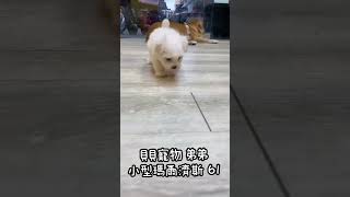 貝貝寵物專業犬舍-小型 瑪爾濟斯 61號