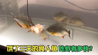 食人魚三天沒喂。吃蝦仁有多快？Piranha eats shrimp