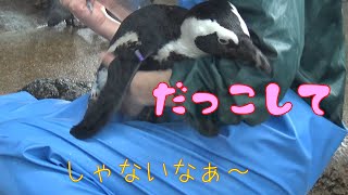 ペンギンのしんまち君、飼育員さんを見つけて甘える。(African penguin)【京都水族館】