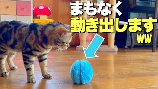 跳ねる！動く！鳴く！【ぴょんぴょんボール】初体験の猫たちの反応がこちらですww