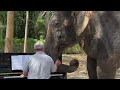 soothing piano music for seetong the elephant