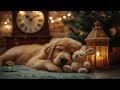 12 hours of music help your dog calm down 🐶 separation anxiety music relaxation music for dogs