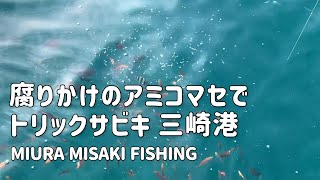 【釣り】腐りかけのアミコマセでトリックサビキ〜11月の三崎港何が釣れる？〜