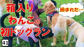 ドッグランに行って他のわんこと遊んだことのない２歳の大型犬、初めてのわんこ社会へ